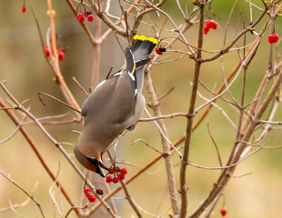 Bohemian waxwing feeding