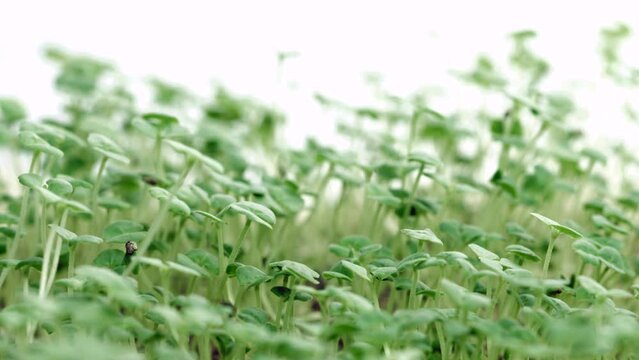 Chia seeds growing process, time lapse of grow up sprouts of salvia hispanica close up. Healthy vegan food, micro greens background. Isolated on white background. Healthy eating concept