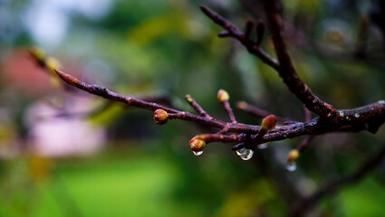 Wooden tree branches with new flower buds in the end with rain drops