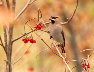 Bohemian waxwing 
