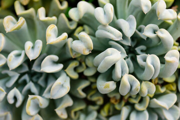 Close up of beautiful green cactus succulent plant nature background