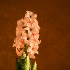 Pink hyacinth on a dark brown background. Delicate, garden, spring flower in drops of dew at sunset.