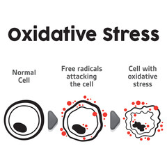 Cell anatomy undergoing oxidative stress, biology. Ideal for educational and informational materials