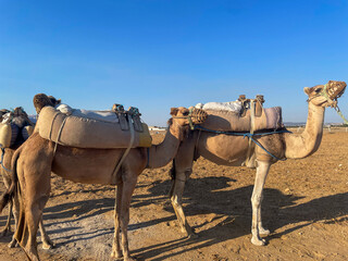 Camels or dromedaries in the desert. Mammals of the camelid family, called Camelus dromedarius.