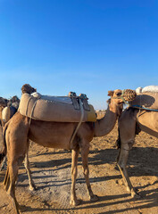 Camels or dromedaries in the desert. Mammals of the camelid family, called Camelus dromedarius.
