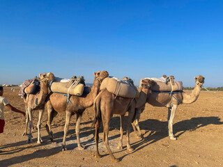 Group of camels or dromedaries in the desert. Mammals of the camelid family, called Camelus dromedarius.
