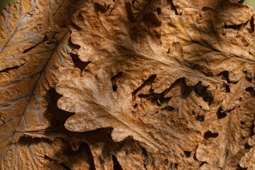 Dry oak leaves on a dark autumn background. Abstract texture