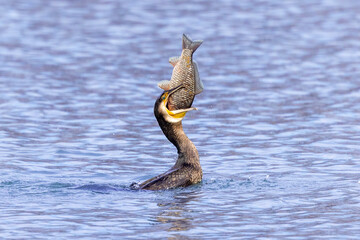 cormorano ha pescato ed ingurgita una scardola nel fiume Po a Torino 