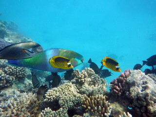 Diving in Sharm el-Sheikh