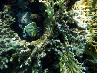 Diving in Sharm el-Sheikh - Pesce Angelo Imperatore