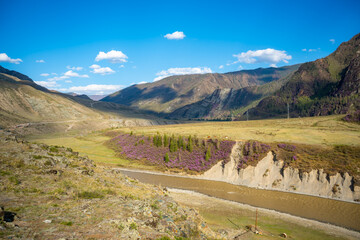 Mountain landscapes with Chui river and spring blooming of pink flowers of Maralnik in the mountains, Altai, Russia