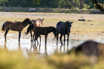 Sardinia, Giara, Small horse of the Giara Park