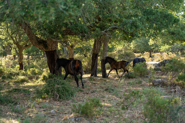 Sardinia, Giara, Small horse of the Giara Park