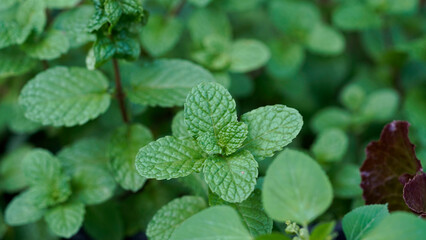 Fresh peppermint trees in organig garden.