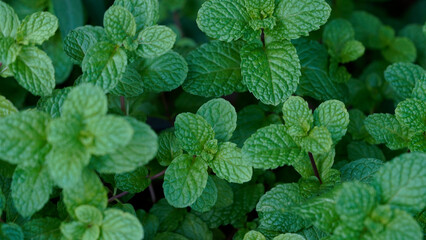 Fresh peppermint trees in organig garden. © somchai