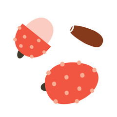 Lychee fruit icons, vector doodle illustration of exotic tropical fruit, litchi or lichi, healthy eating concept, diet product, sweet dessert, isolated colored clipart on white background