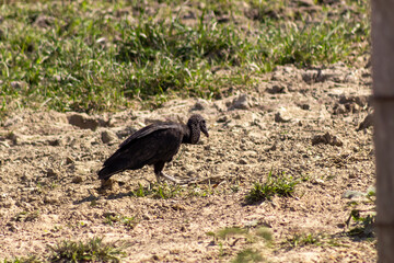 vulture on the ground in Venezuela