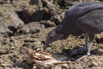 vulture in the ground