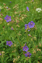 Fototapeta premium Meadow geranium on a meadow near Havranok, Slovakia