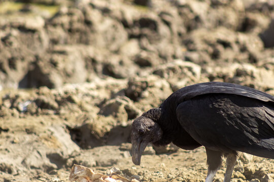 vulture in the serengeti