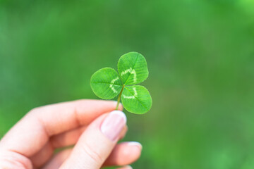 Clover in hand on bright green background of nature. Shamrock of symbol of independence and freedom...