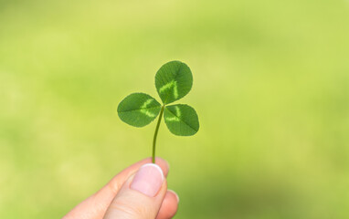 Clover in hand on bright green background of nature. Shamrock symbol of Ireland St. Patrick's Day