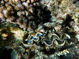 Tridacne in Sharm el-Sheikh