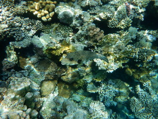 Diving in Sharm el-Sheikh - Pesce palla