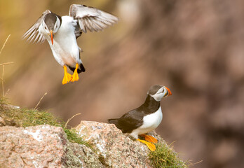 atlantic puffin or common puffin coming in to land
