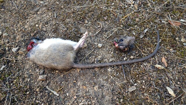 A large mouse just killed probably by a cat lies on the ground with its head severed.