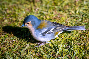 Madeira Chaffinch bird eating from a hand, Madeira island, Portugal