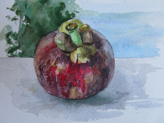 Mangosteen fresh fruit from Thailand, watercolor painting