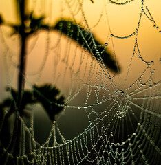 Dew drops on a web glisten in the light of the morning sunrise with a nettle stalk in the background