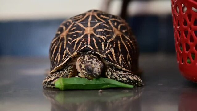 Tortoise Eats Green Vegetable. Tortoise Vegetarian. Domestic Pet land Tortoise. Home pet reptile.  World of Tortoise. Friendship Day