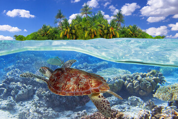 Green turtle swimming in the tropical water