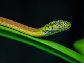 snake on tree green tree python boiga cyanea dangerous snake