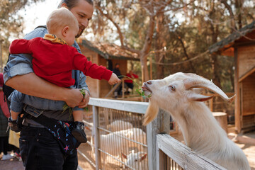 Dad and child interact with goat at the zoo.