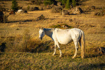 Obraz na płótnie Canvas Grazing horses on roadside fields in Mountain Altai, Russia.