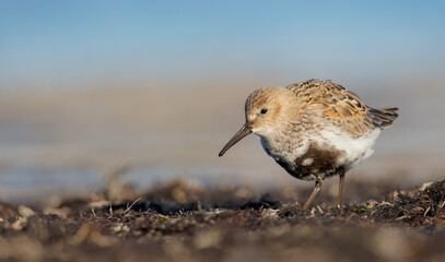 Dunlin - adult bird at a seashore on the autumn migration way