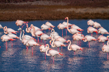 pink flamingo park of po comacchio