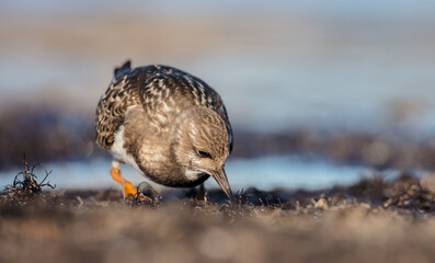Ruddy Turnstone -  at the sea shore on autumn migration way