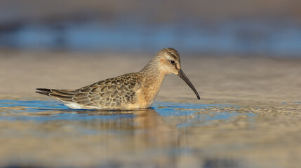 The curlew sandpiper - young bird at a seashore on the autumn migration way