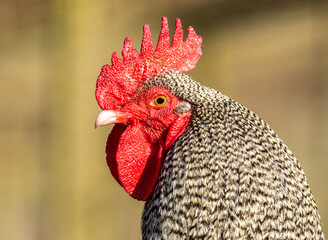 portrait of a rooster