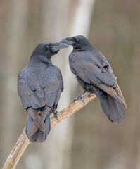Common Raven - two birds in winter at a wet forest