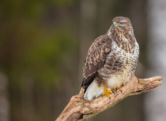 Common Buzzard in winter at a wet forest