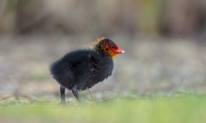 Eurasian coot - juvenile bird in spring