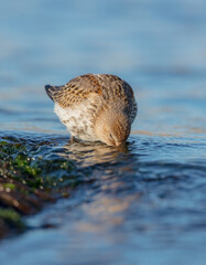 Dunlin - young bird at a seashore on the autumn migration way