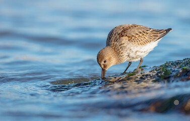 Dunlin - young bird at a seashore on the autumn migration way