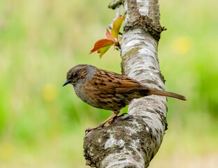 Dunnock on a branch