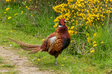 Fototapeta premium pheasant male in the grass